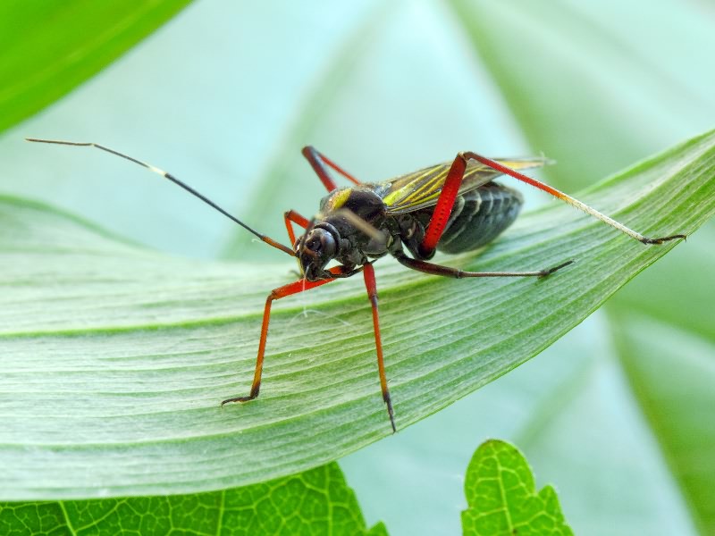 Miris striatus (Linnaeus, 1758)